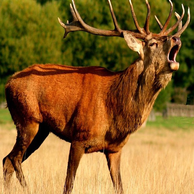 Listen to the stags rutting! Listen to the stags rutting!